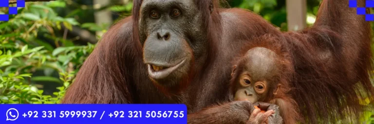 ICTQual Level 3 Diploma in Zoo Management and Animal Keeping