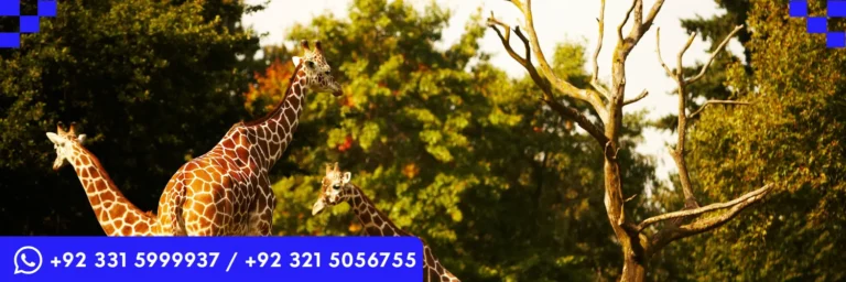 ICTQual Level 3 Diploma in Zoo Management and Animal Keeping