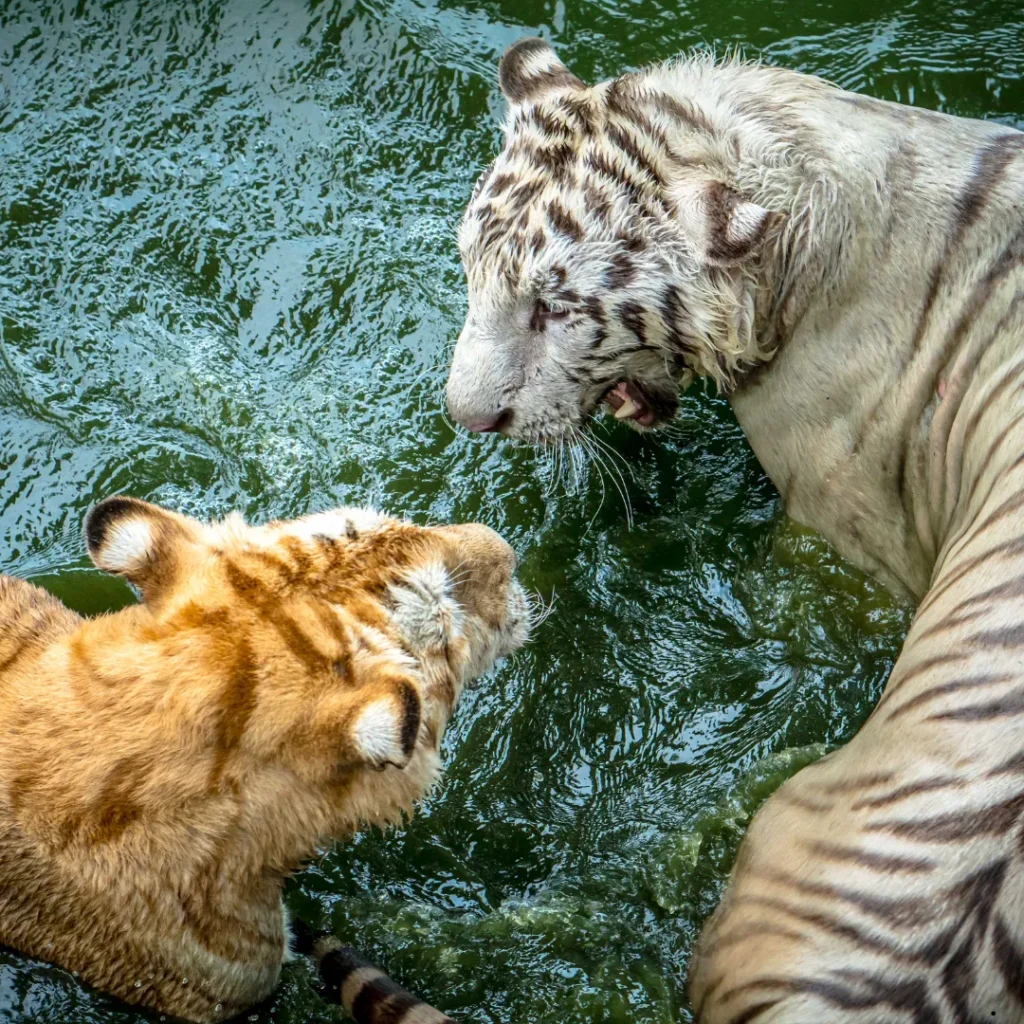 ICTQual Level 3 Diploma in Zoo Management and Animal Keeping