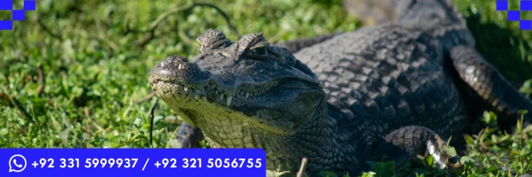 ICTQual Level 4 Diploma in Herpetology and Herpetological Survey Techniques