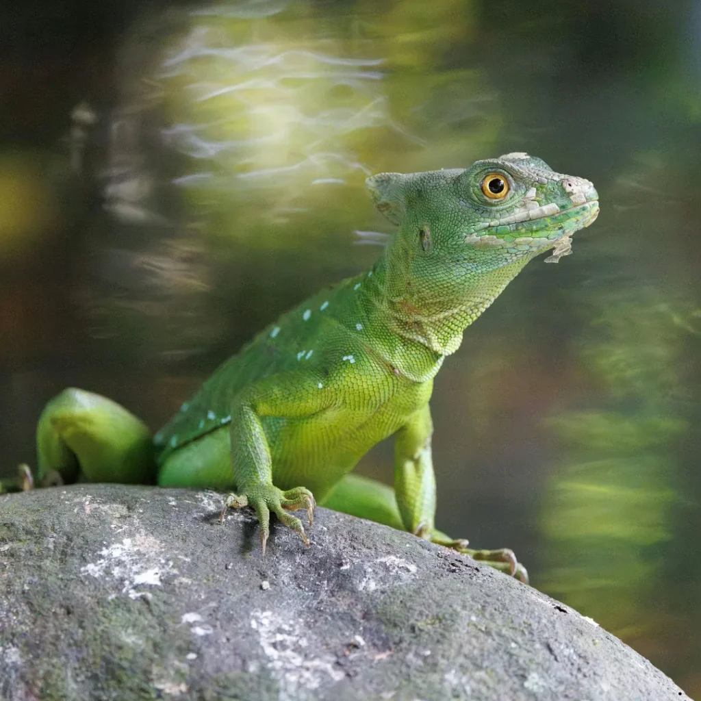 ICTQual Level 4 Diploma in Herpetology and Herpetological Survey Techniques