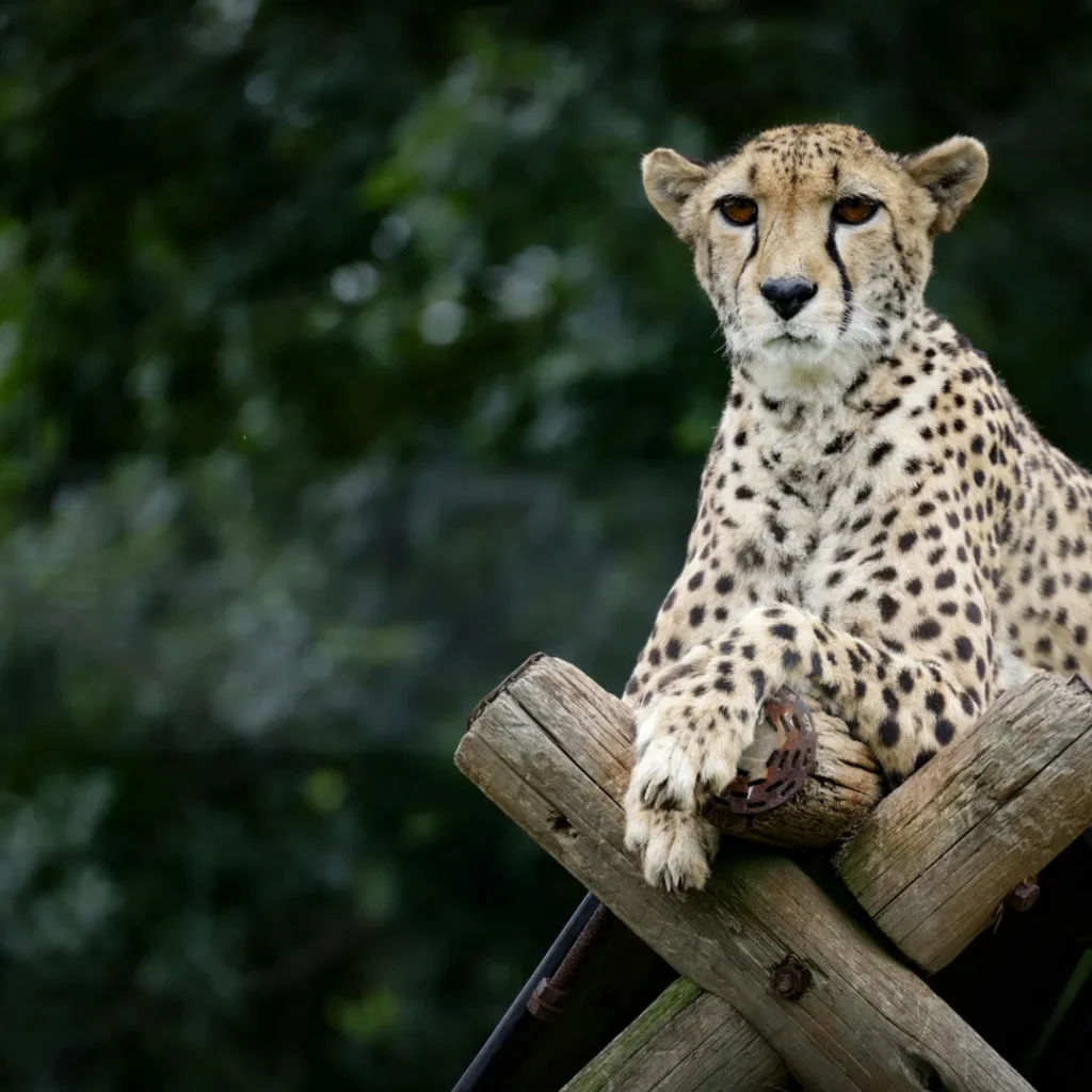 ICTQual Level 4 Diploma in Wildlife Damage Control