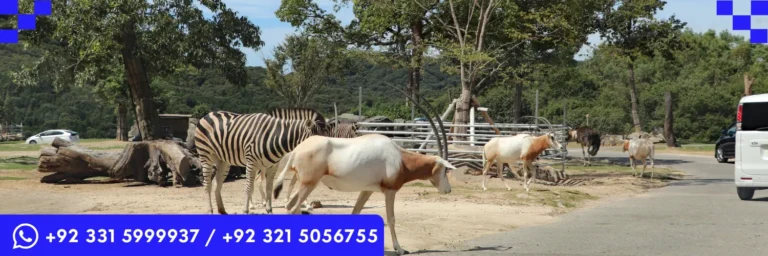 ICTQual Level 4 Diploma in Zoo Management and Animal Keeping