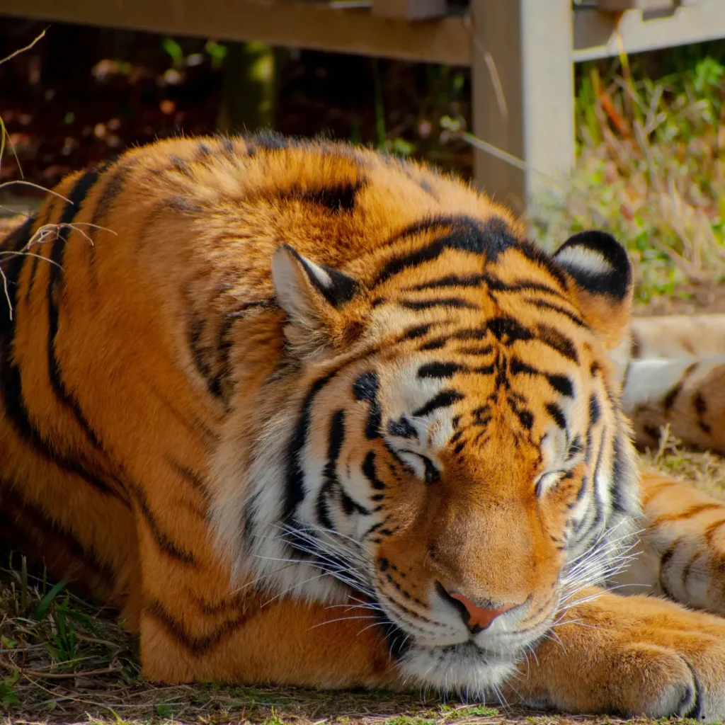 ICTQual Level 4 Diploma in Zoo Management and Animal Keeping