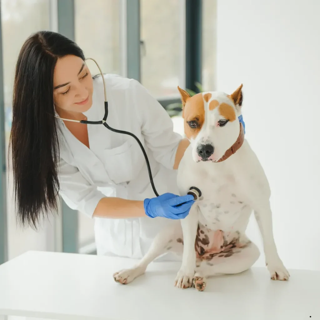 ICTQual Level 5 Advanced Diploma in Veterinary Nursing (Practice Nurse)