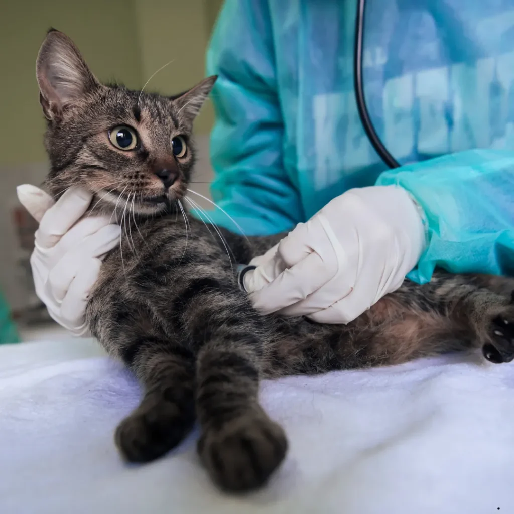 ICTQual Level 5 Advanced Diploma in Veterinary Nursing (Surgical)