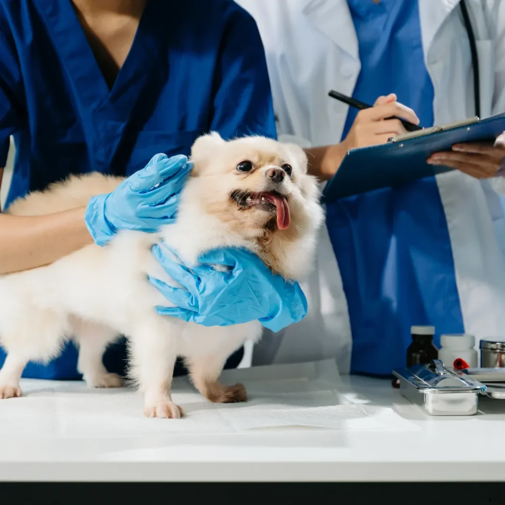 ICTQual Level 5 Certificate in Veterinary Care Support