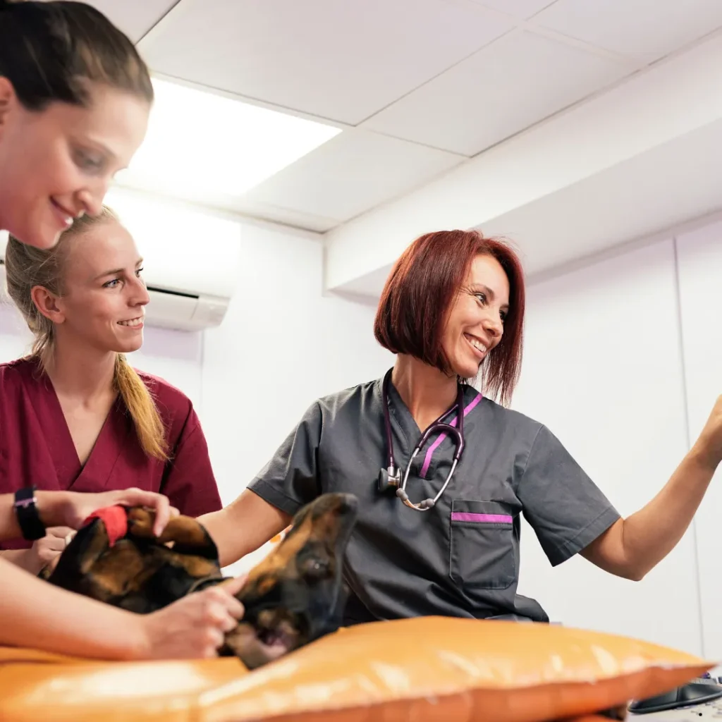 ICTQual Level 5 Diploma in Advanced Veterinary Nursing (Emergency and Critical Care)