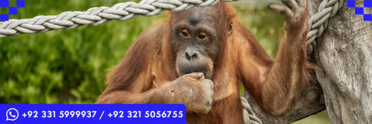 ICTQual Level 5 Diploma in Animal Behavior and Adaptations