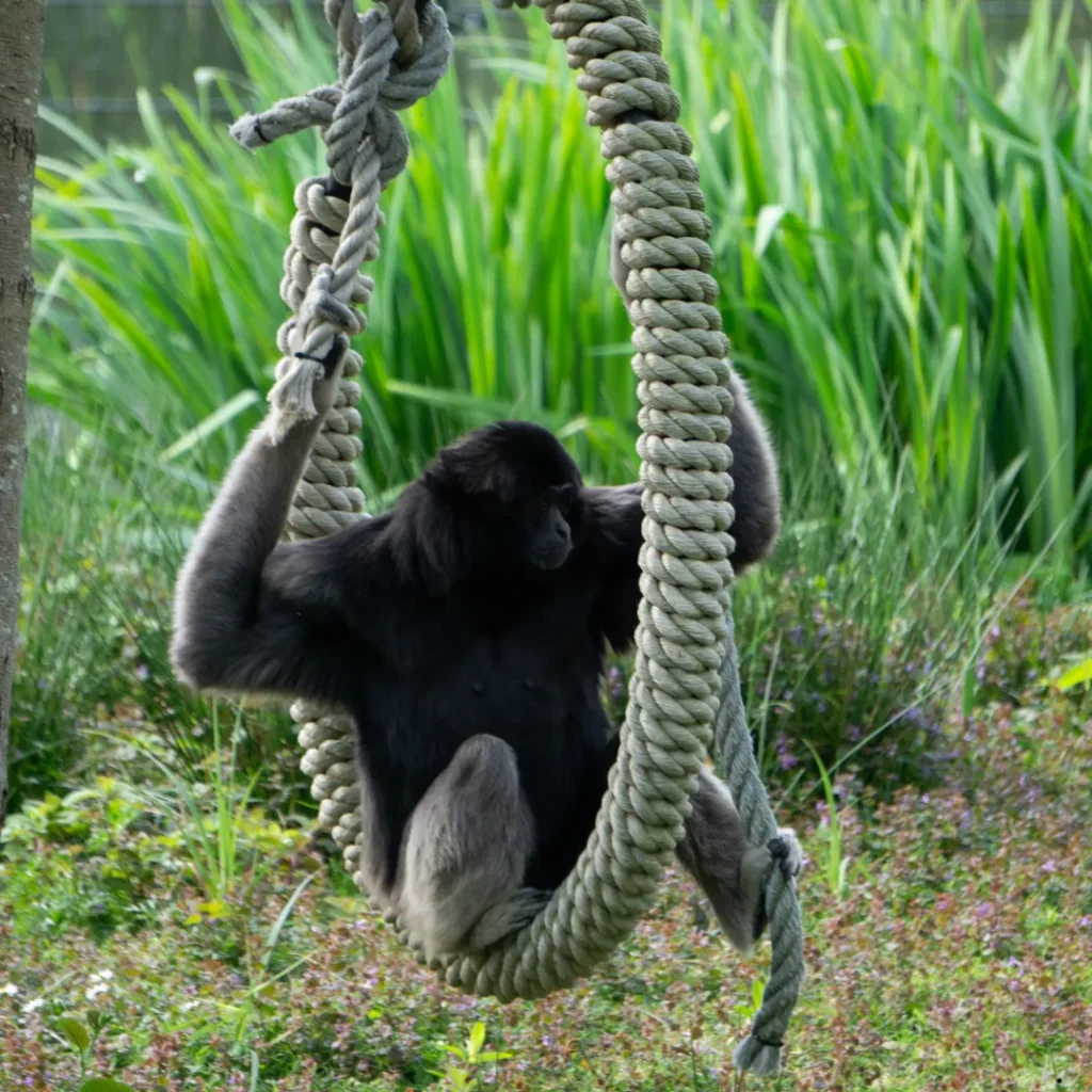 ICTQual Level 5 Diploma in Animal Behavior and Adaptations