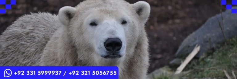 ICTQual Level 5 Diploma in Mammalogy and Large Mammals Study Techniques