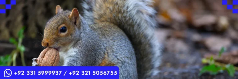 ICTQual Level 5 Diploma in Mammalogy and Small Mammals Study Techniques