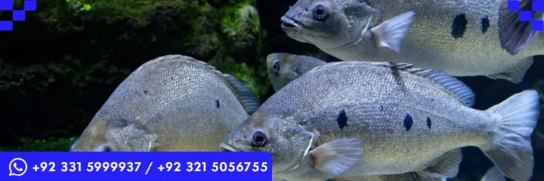 ICTQual Level 6 Diploma in Ichthyological Survey Techniques