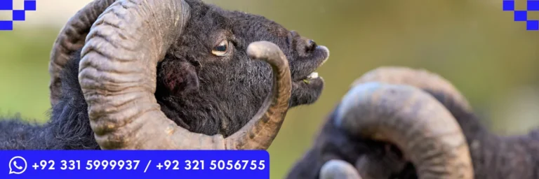 ICTQual Level 6 Diploma in Mammalogy and Large Mammals Study Techniques