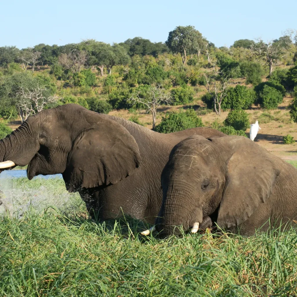 ICTQual Level 6 Diploma in Mammalogy and Large Mammals Study Techniques