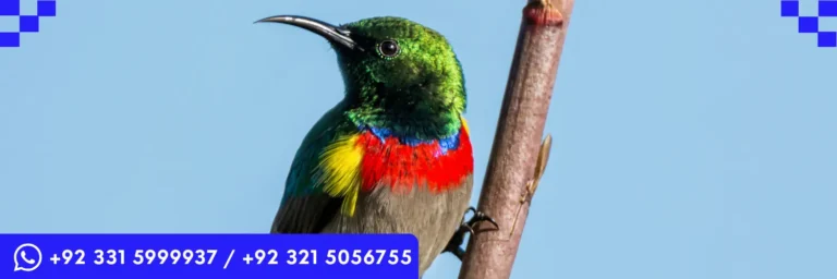 ICTQual Level 6 Diploma in Ornithology Survey Techniques