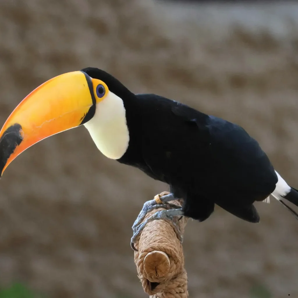 ICTQual Level 6 Diploma in Ornithology Survey Techniques