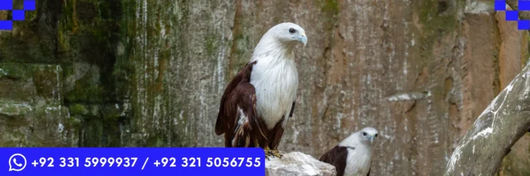 ICTQual Level 7 Diploma in Captive / Conservation Breeding Techniques