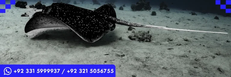 ICTQual Level 7 Diploma in Ichthyological Survey Techniques