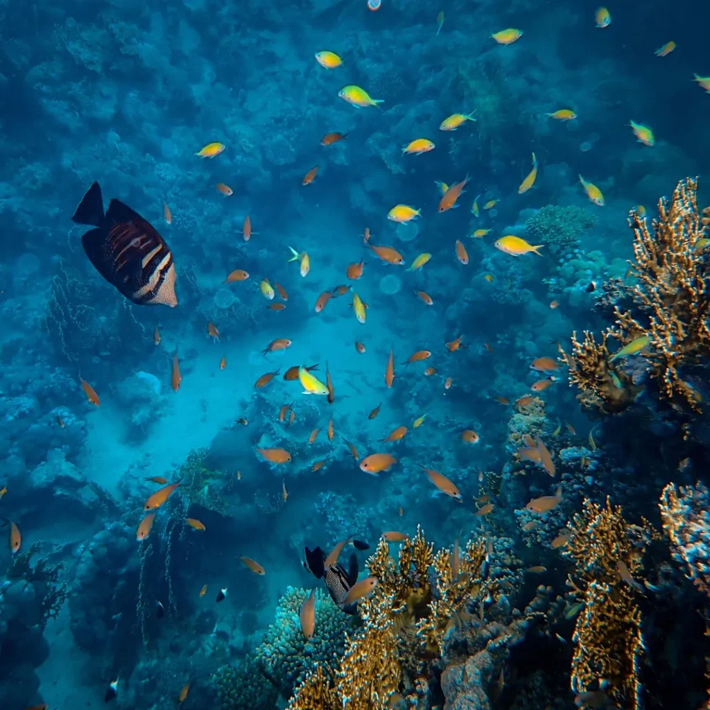 ICTQual Level 7 Diploma in Ichthyological Survey Techniques