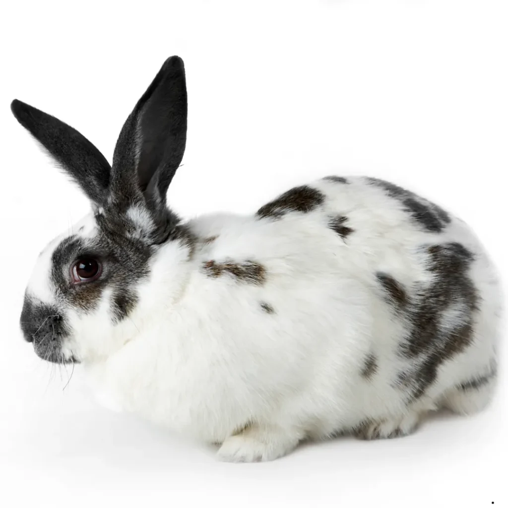 ICTQual Level 7 Diploma in Mammalogy and Small Mammals Study Techniques