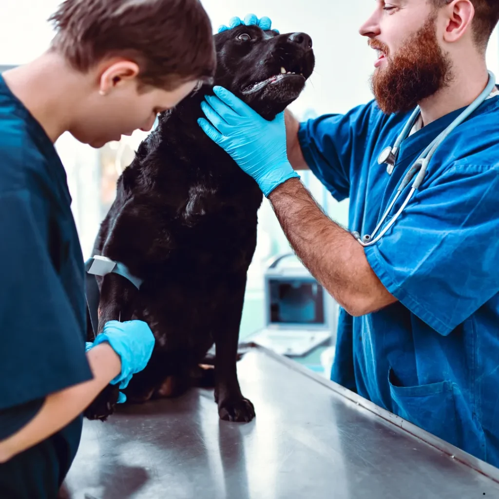 LICQual Level 3 Certificate in Veterinary Pharmacy (Cert Veterinary Pharmacy)