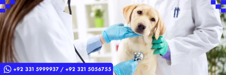 QualCert Level 3 Diploma in Veterinary Pharmacy (Dip Veterinary Pharmacy)