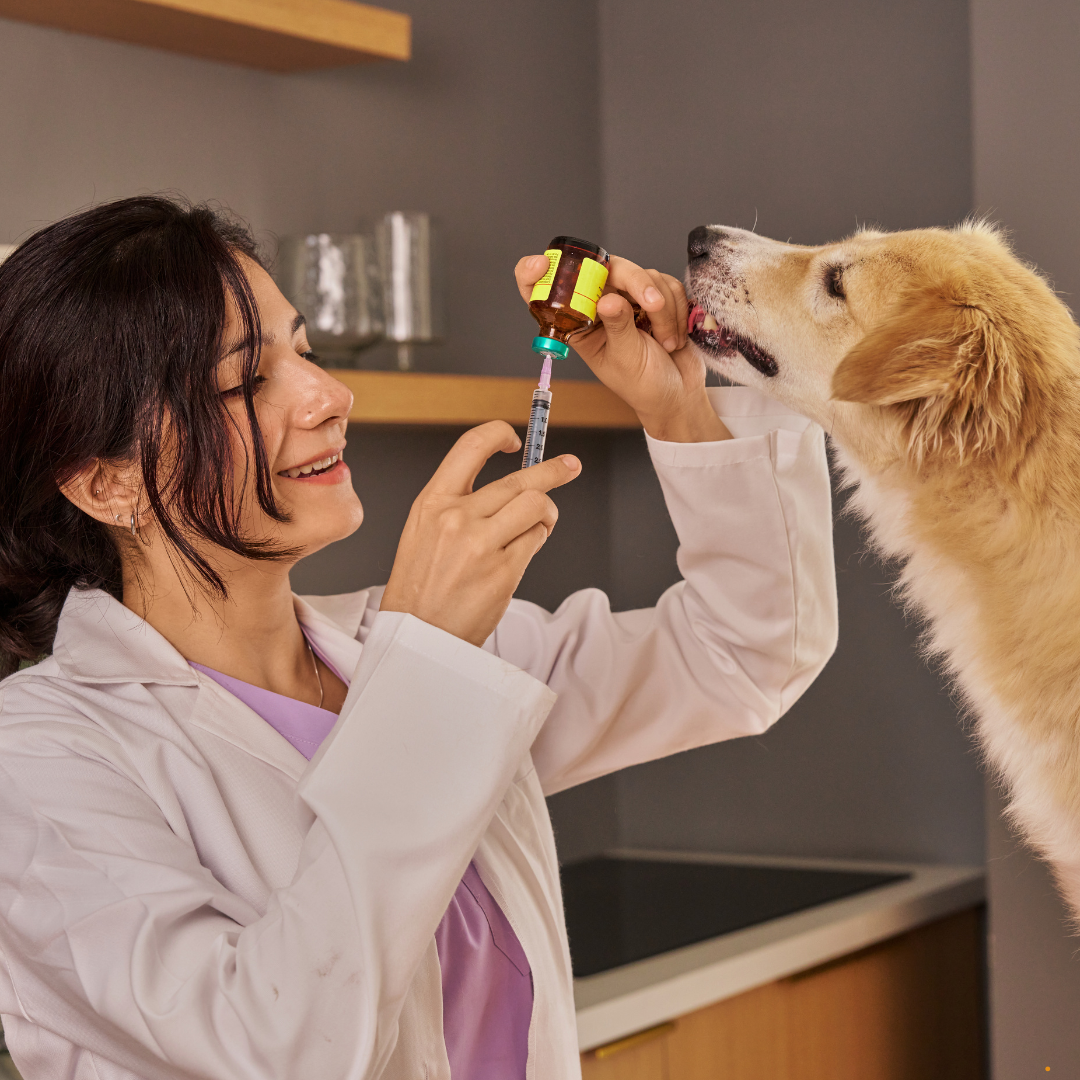 LICQual Level 6 Diploma in Veterinary Pharmacy (D Veterinary Pharmacy)