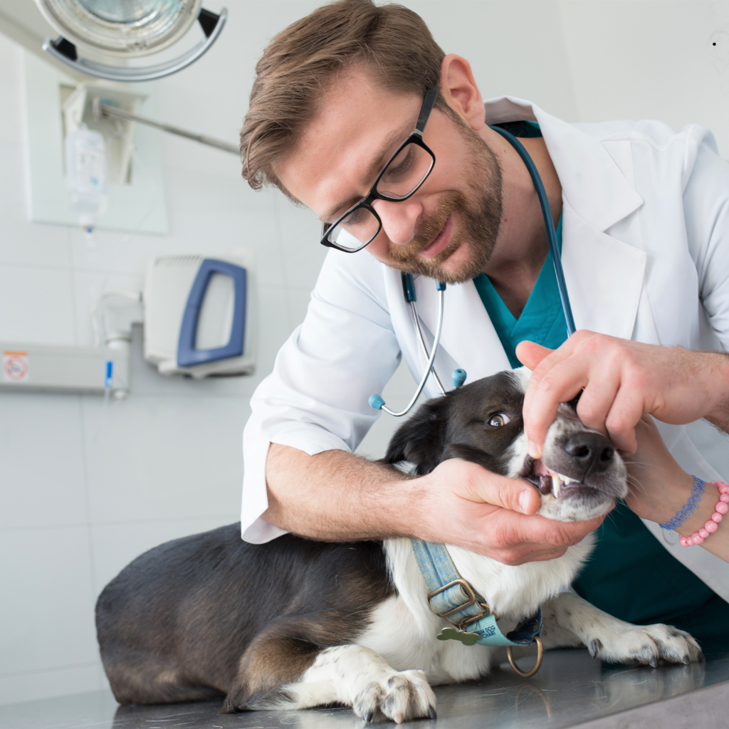 LICQual Level 7 Postgraduate Diploma in Veterinary Pharmacy (PgD Veterinary Pharmacy) 
