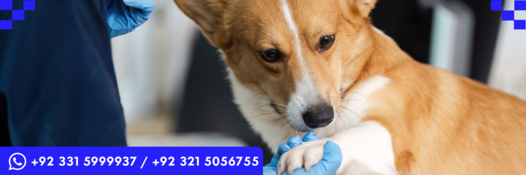 LICQual Level 7 Postgraduate Diploma in Veterinary Pharmacy (PgD Veterinary Pharmacy)